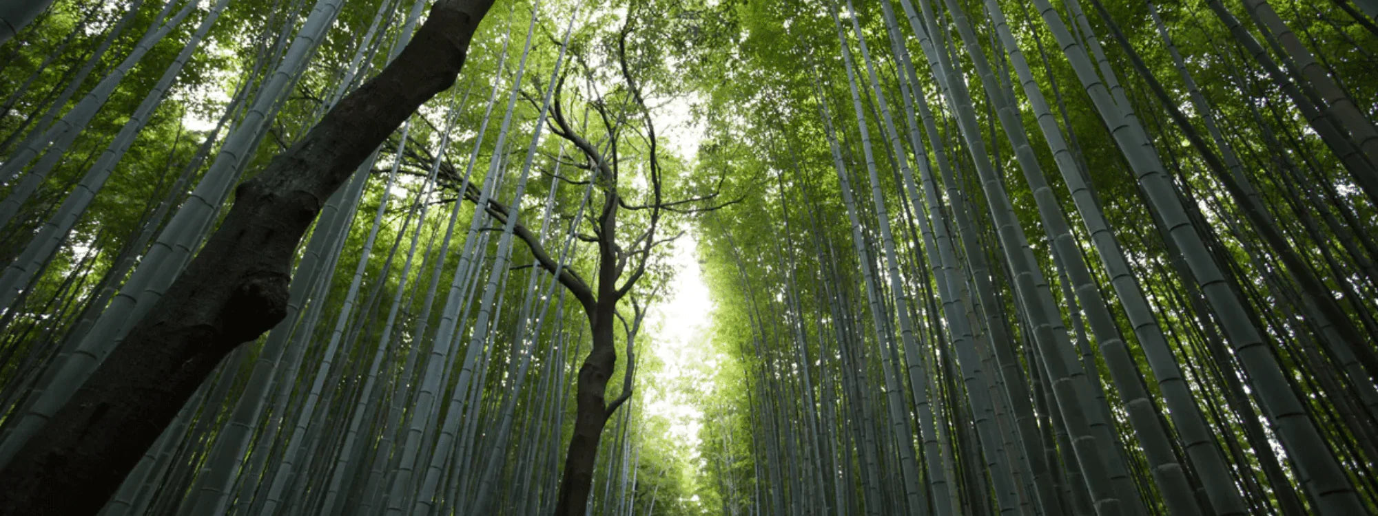 Earth Day: How We Keep Our Products Planet-Friendly