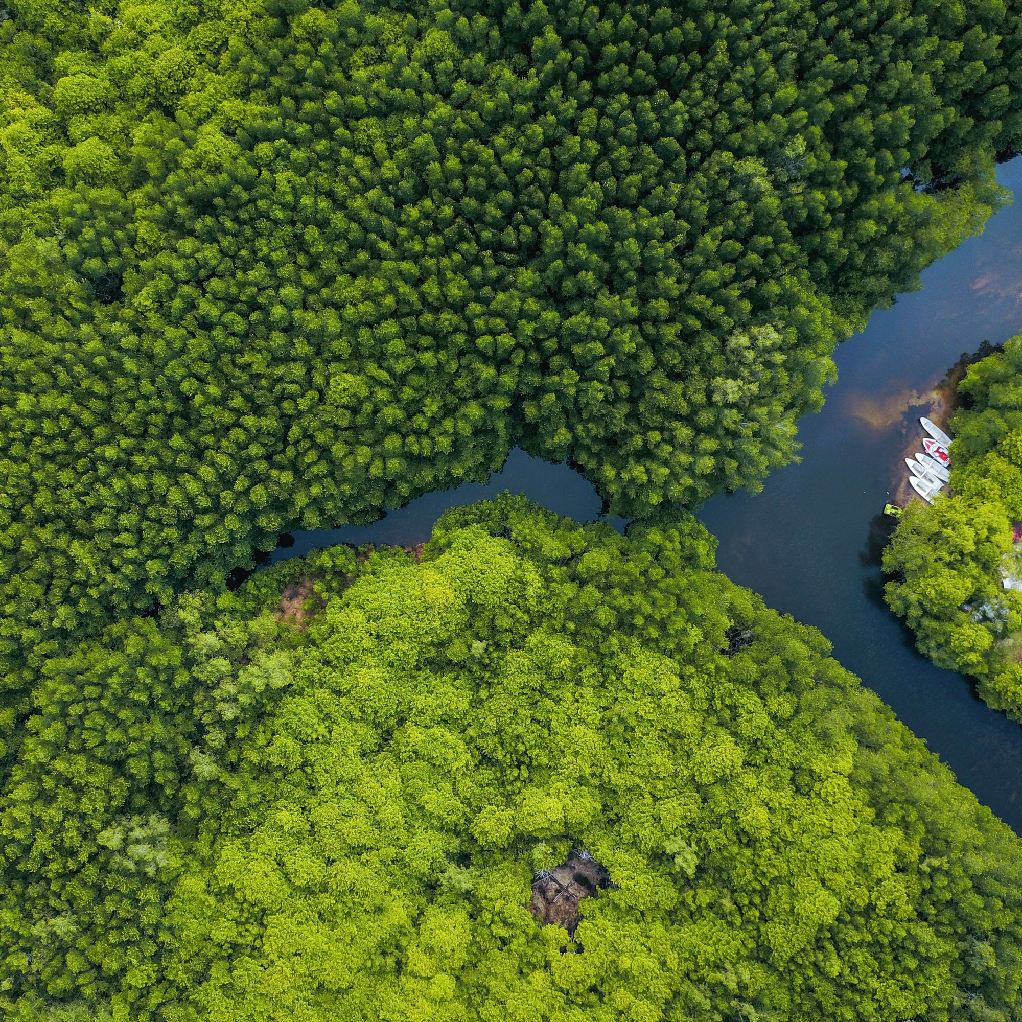 Overhead shot of mangrove tree forest